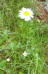 Leucanthemum vulgare