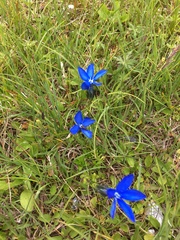 Gentiana bavarica bavarica