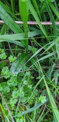 Hesperocodon hederaceus