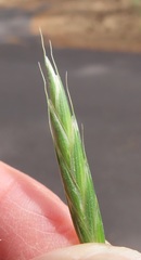 Bromus marginatus