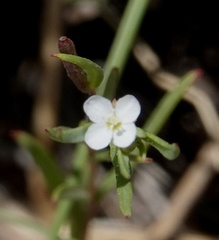 Gayophytum diffusum strictipes