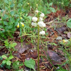 Pyrola media