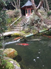 Cyprinus rubrofuscus