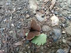 Coenonympha oedippus