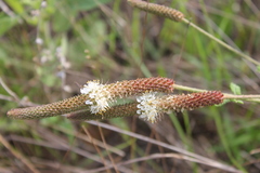 Dalea phleoides microphylla