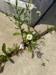 Erigeron strigosus