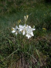 Paradisea liliastrum