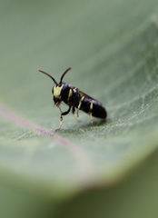 Hylaeus affinis