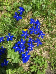 Gentiana bavarica bavarica