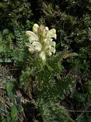 Pedicularis comosa