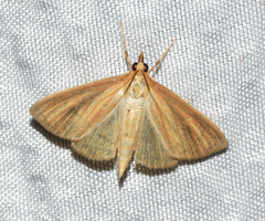 Nascia acutellus