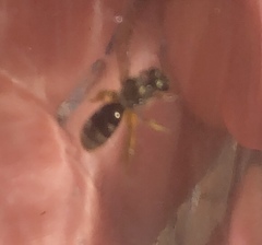 Halictus rubicundus