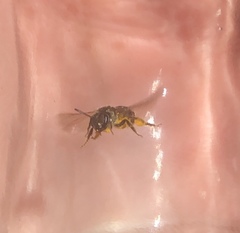 Halictus rubicundus