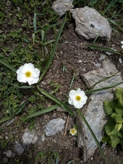 Ranunculus kuepferi