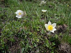 Pulsatilla vernalis