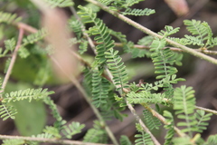 Dalea phleoides microphylla