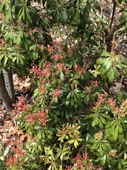 Pieris