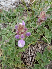 Scutellaria alpina