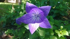 Platycodon grandiflorus