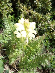 Pedicularis comosa