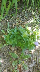Platycodon grandiflorus