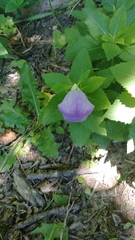 Platycodon grandiflorus