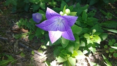 Platycodon grandiflorus