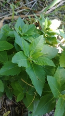 Platycodon grandiflorus