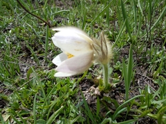 Pulsatilla vernalis