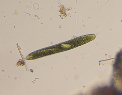 Euglena ehrenbergii