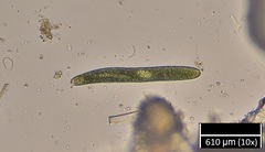 Euglena ehrenbergii