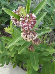 Asclepias syriaca