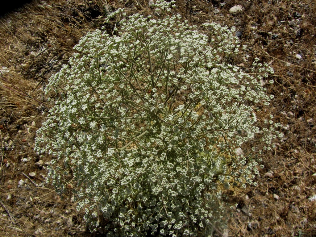 Corymbed Burnet Saxifrage