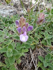 Scutellaria alpina