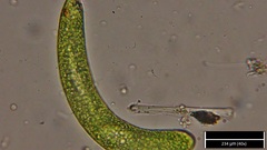 Euglena ehrenbergii