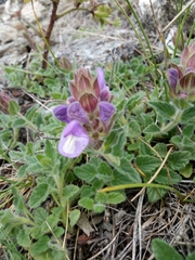Scutellaria alpina
