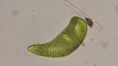 Euglena ehrenbergii