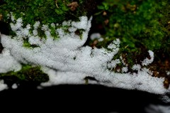 Ceratiomyxa fruticulosa fruticulosa