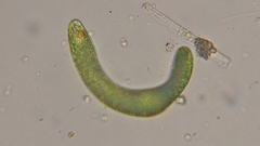 Euglena ehrenbergii