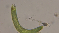 Euglena ehrenbergii