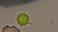 Coelastrum microporum