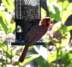 Cardinalis cardinalis