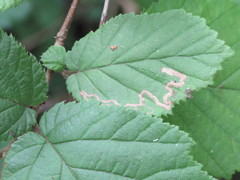 Stigmella floslactella