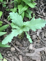Papaver somniferum