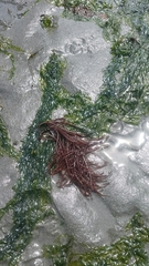 Sarcodiotheca