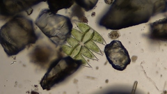 Micrasterias laticeps