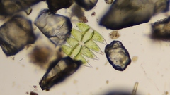 Micrasterias laticeps