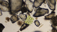 Micrasterias laticeps