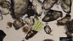 Micrasterias laticeps