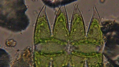 Micrasterias laticeps